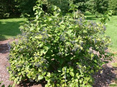 Viburnum dentatum (southern arrowwood), shrub, form, leaves, fruits, drupes