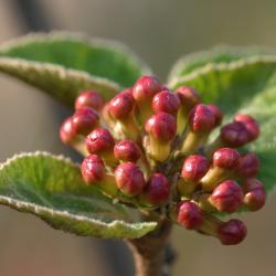 Viburnum carlesii (Korean spice viburnum), buds, leaves