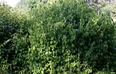Viburnum lentago (nannyberry), upright habit, leaves