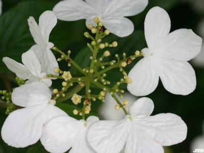 Viburnum plicatum var. tomentosum ‘Summer Snowflake’ (summer snowflake doublefile viburnum), sterile flowers and fertile flowers
