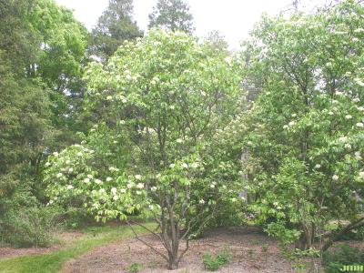 Viburnum lentago f. sphaerocarpum Gray (round-fruited nannyberry), habit, inflorescence, leaves, other trees in background