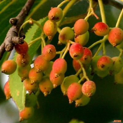 Viburnum lentago (nannyberry), ripening fruits (drupes)