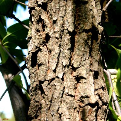 Viburnum lentago (nannyberry), bark