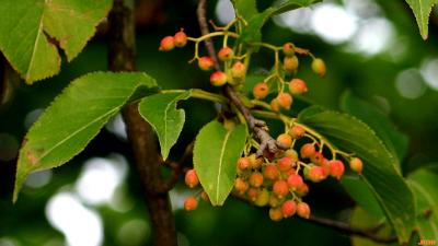 Viburnum lentago (nannyberry), clusters of ripening fruits (drupes), leaves