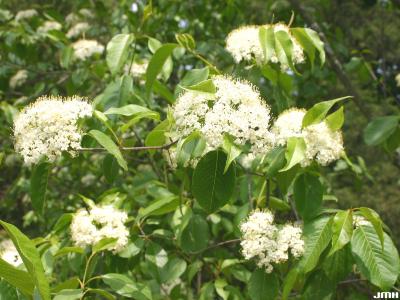 Viburnum lentago f. sphaerocarpum Gray (round-fruited nannyberry), inflorescence, leaves 