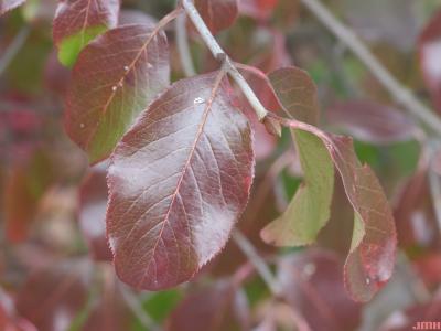 Viburnum rufidulum ‘Morton’ (EMERALD CHARM™ southern black-haw), fall color, bud, bark of twig, finely toothed leaf