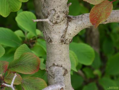 Viburnum sieboldii ‘Wavecrest’ (Wavecrest Siebold’s viburnum), bark of trunk, bark with lenticels, leaves showing some slight fall color in background