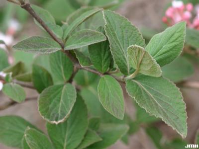 Viburnum × juddii (Judd’s viburnum), pubescent opposite leaves