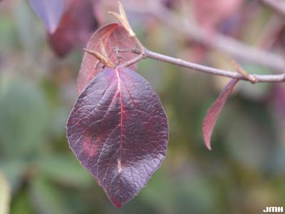 Viburnum × juddii (Judd’s viburnum), fall color, leaf buds, bark, twig