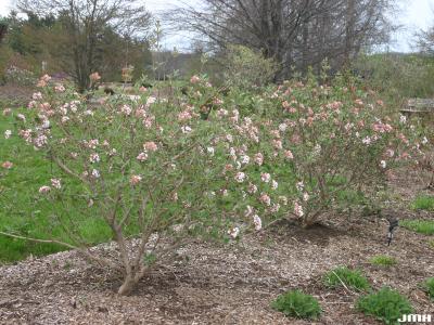 Viburnum × juddii (Judd’s viburnum), form, habit, shrubs in bloom