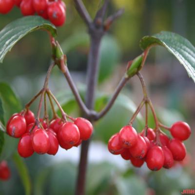 Viburnum setigerum Hance (tea viburnum), fruits in clusters, drupes