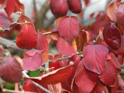 Viburnum × juddii (Judd’s viburnum) fall color, flower buds, bark
