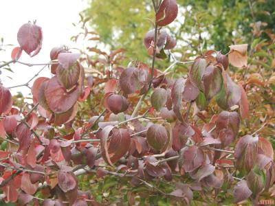 Viburnum × juddii (Judd’s viburnum), fall color