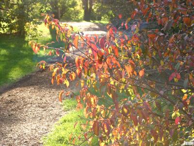 Viburnum rufidulum ‘Morton’ (EMERALD CHARM™ southern black-haw), branches, fall color, trail in background