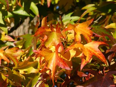 Liquidambar styraciflua (sweet-gum), leaves, fall color