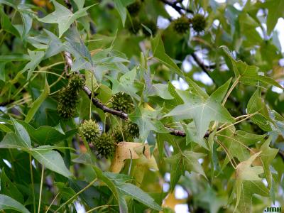Liquidambar styraciflua (sweet-gum), branch with fruits and leaves