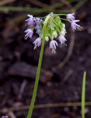 Allium cernuum Roth. (nodding wild onion), flowers and stem, stamens visible