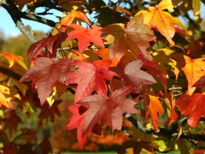 Liquidambar styraciflua ‘Palo Alto’ (Palo Alto sweet-gum), leaves, fall color