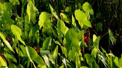 Sagittaria latifolia (common arrowhead), plants, leaves