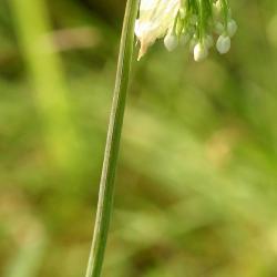 Allium cernuum Roth. (nodding wild onion), flower, stem