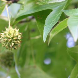 Liquidambar styraciflua (sweet-gum), leaves, fruit
