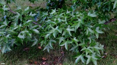 Liquidambar styraciflua (sweet-gum), leaves