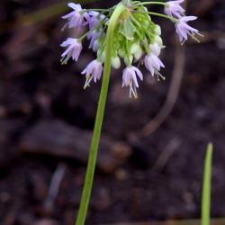 Allium cernuum Roth. (nodding wild onion), flowers and stem, stamens visible