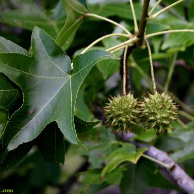 Liquidambar styraciflua (sweet-gum), fruits, leaves