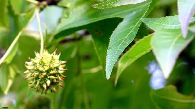 Liquidambar styraciflua (sweet-gum), fruit, leaves
