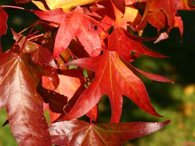 Liquidambar styraciflua (sweet-gum) leaves, fall color