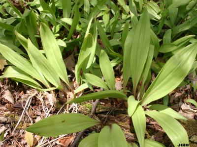 Allium tricoccum 'Aiton' (ramps), leaves, habit 