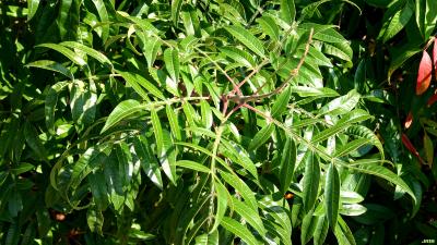 Rhus copallina var. latifolia ‘Morton’ (shining sumac – PRAIRIE FLAME™), pinnately compound leaves with winged rachises