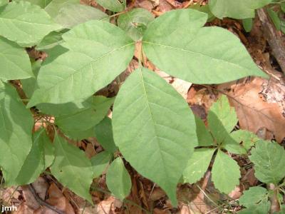 Toxicodendron radicans (poison ivy), leaves