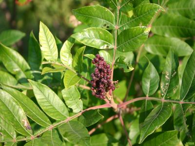 Rhus copallina L. (shining sumac), leaves, fruits (drupes), stems
