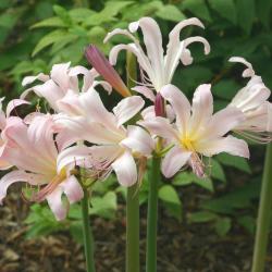 Lycoris squamigera Maxim., (resurrection lily), flowers, stamens