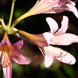 Lycoris squamigera Maxim. (resurrection lily), flowers, stamens
