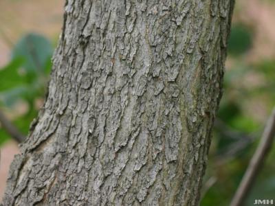 Cotinus coggygria ‘Nordine’ (Nordine Eurasian smoke tree), bark
