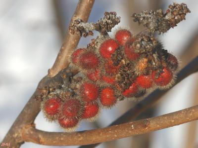 Rhus aromatica Ait. (fragrant sumac), close-up of fruits in winter