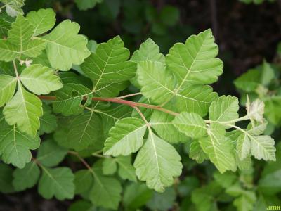 Rhus aromatica ‘Gro-low’ (Gro-low fragrant sumac),  branch with leaves