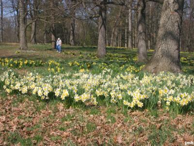 Narcissus (narcissus), masses of two different colors of daffodils in the woods