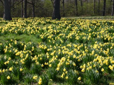 Narcissus (narcissus),  masses of yellow daffodils