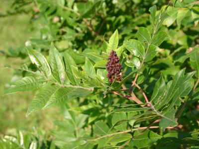 Rhus copallina L. (shining sumac), pinnately compound leaves, fruits (drupes), stems