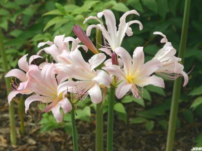 Lycoris squamigera Maxim., (resurrection lily), flowers, stamens