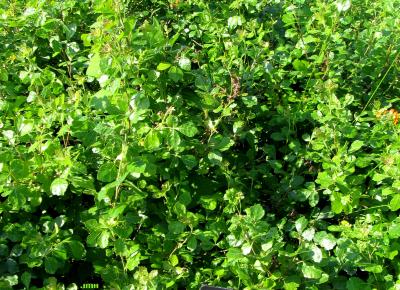 Rhus aromatica ‘Gro-low’ (Gro-low fragrant sumac), upright stems, leaves