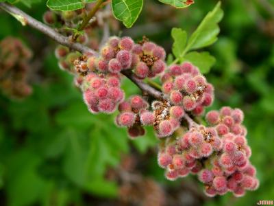 Rhus aromatica ‘Gro-low’ (Gro-low fragrant sumac), fruits
