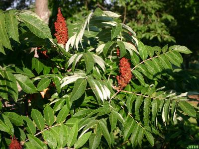 Rhus glabra L. (smooth sumac), fruits (drupes), pinnately compound leaves