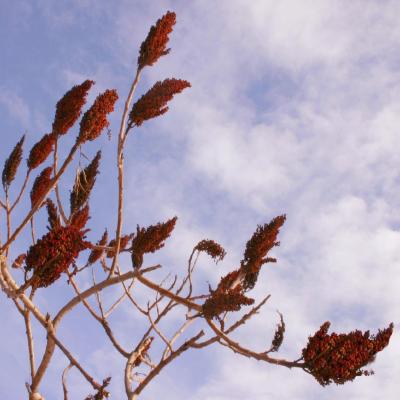 Rhus glabra L. (smooth sumac), multiple panicles of red drupes, red fruits