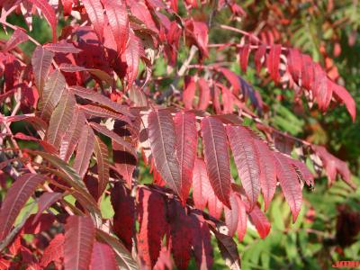 Rhus glabra L. (smooth sumac),  leaves, leaflets with serrated margins, fall color
