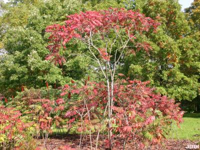 Rhus glabra L. (smooth sumac), plant habit, fall color