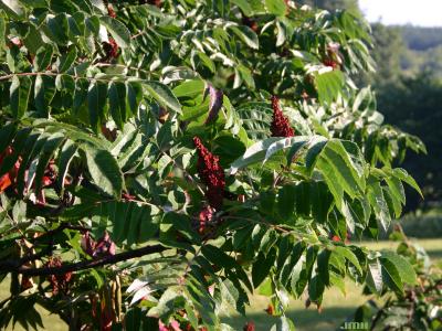 Rhus glabra L. (smooth sumac), leaves, branches, fruit